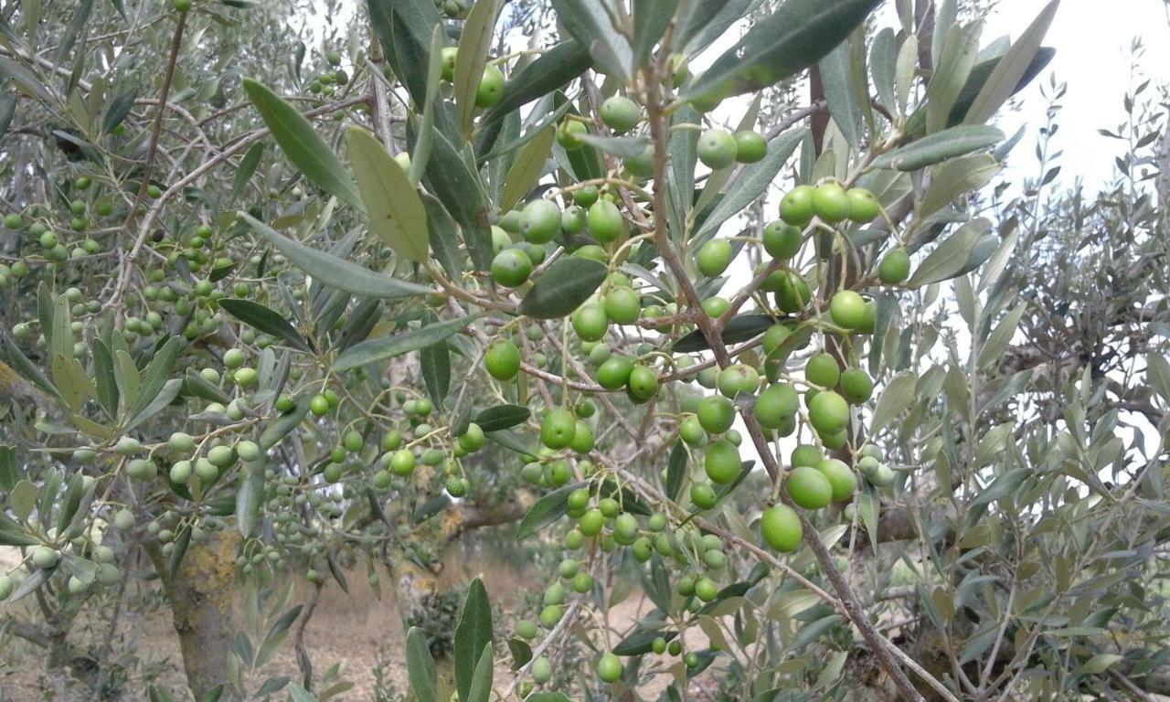 Poderi Di Tragliatella Ngoại thất bức ảnh